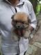 Pomeranian Puppies for sale in Pune, Maharashtra, India. price: NA