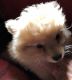 Pomeranian Puppies for sale in Northeast Ohio, OH, USA. price: $600
