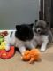 Pomeranian Puppies for sale in Portage, UT 84331, USA. price: NA