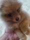 Pomeranian Puppies for sale in Las Vegas, NV, USA. price: $1,700