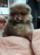 Pomeranian Puppies for sale in Georgetown, SC 29440, USA. price: NA