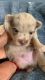 Pomeranian Puppies for sale in Detroit, MI, USA. price: $3,000
