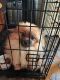 Pomeranian Puppies for sale in Watauga, TN 37694, USA. price: $400