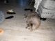 Pomeranian Puppies for sale in Baldwin, NY, USA. price: $500
