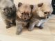 Pomeranian Puppies for sale in Las Vegas, NV, USA. price: $1,000