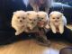 Pomeranian Puppies for sale in Cedar City, UT, USA. price: NA