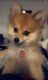 Pomeranian Puppies for sale in Adrian, MI 49221, USA. price: $1,800