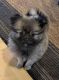 Pomeranian Puppies for sale in Round Rock, TX, USA. price: $2,000