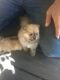 Pomeranian Puppies for sale in Inverness, FL, USA. price: NA