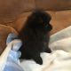 Pomeranian Puppies for sale in Vernal, UT 84078, USA. price: NA
