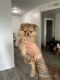 Pomeranian Puppies for sale in Venice, Los Angeles, CA, USA. price: NA