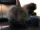 Pomeranian Puppies for sale in Alvin, TX, USA. price: $1,000
