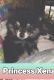 Pomeranian Puppies for sale in Mansfield, MO 65704, USA. price: NA