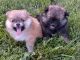 Pomeranian Puppies for sale in St. Louis, MO, USA. price: $1,800