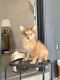 Pomeranian Puppies for sale in Irving, TX, USA. price: $500