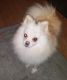 Pomeranian Puppies for sale in Searcy, AR, USA. price: NA