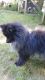 Pomeranian Puppies for sale in Waupaca, WI 54981, USA. price: $1,100