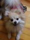 Pomeranian Puppies for sale in Waupaca, WI 54981, USA. price: $1,900