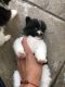 Pomeranian Puppies for sale in Houston, TX 77068, USA. price: $1,000