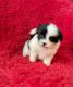 Pomeranian Puppies for sale in Bakersfield, CA, USA. price: NA