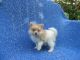 Pomeranian Puppies for sale in Whittier, CA, USA. price: $599