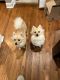 Pomeranian Puppies for sale in North Massapequa, NY 11758, USA. price: $1,500