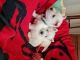 Pomeranian Puppies for sale in Columbus, OH, USA. price: $700