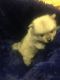 Pomeranian Puppies for sale in Inverness, FL, USA. price: $2,000