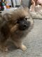 Pomeranian Puppies for sale in Commerce City, CO, USA. price: NA