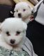 Pomeranian Puppies for sale in Vilangudi, Madurai, Tamil Nadu 625018, India. price: 5500 INR