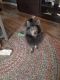 Pomeranian Puppies for sale in Jessup, MD 20794, USA. price: NA