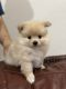 Pomeranian Puppies for sale in Killeen, TX, USA. price: NA