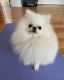 Pomeranian Puppies for sale in Mt Laurel Township, NJ, USA. price: $650