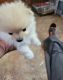 Pomeranian Puppies for sale in Newport, TN 37821, USA. price: NA