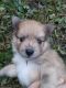 Pomeranian Puppies for sale in Dalton, GA, USA. price: $1,800