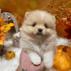 Pomeranian Puppies for sale in Fresno, CA, USA. price: NA