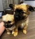 Pomeranian Puppies for sale in West Hollywood, CA 90069, USA. price: $2,000