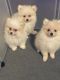 Pomeranian Puppies for sale in Lookout, WV 25868, USA. price: $1,300