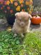 Pomeranian Puppies for sale in Queens, NY, USA. price: $650