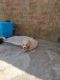 Pomeranian Puppies for sale in Siliguri Jct Rd, Ward 1, Patiram Jote, Siliguri, West Bengal 734001, India. price: 5500 INR
