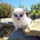 Pomeranian Puppies for sale in Hauppauge, NY, USA. price: NA