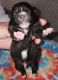 Pomeranian Puppies for sale in Wilkesboro, NC, USA. price: NA