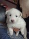 Pomeranian Puppies for sale in Sector 3, Faridabad, Haryana, India. price: 5000 INR