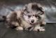 Pomeranian Puppies for sale in Magnolia, TX, USA. price: NA
