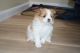 Pomeranian Puppies for sale in Bay County, FL, USA. price: NA