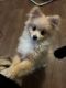 Pomeranian Puppies for sale in Glendale, AZ, USA. price: $900