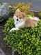 Pomeranian Puppies for sale in Olympia, WA, USA. price: $800