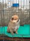 Pomeranian Puppies for sale in Sunam, Punjab, India. price: 23000 INR