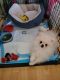 Pomeranian Puppies for sale in Valley Stream, NY, USA. price: NA