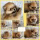 Pomeranian Puppies for sale in Tecumseh, OK, USA. price: $800